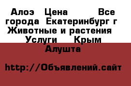 Алоэ › Цена ­ 150 - Все города, Екатеринбург г. Животные и растения » Услуги   . Крым,Алушта